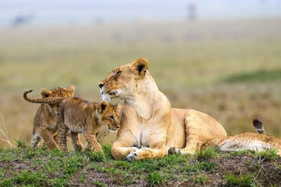 TANZANIA SAFARI FAM 5 - 15 April 2027