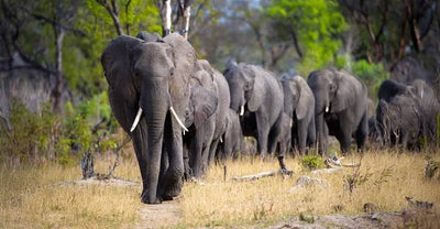 TANZANIA SAFARI FAM 5 - 15 April 2027