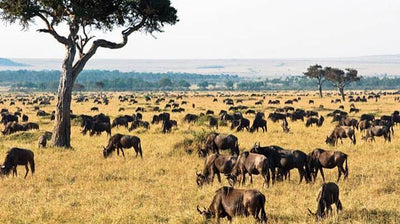 TANZANIA SAFARI FAM 5 - 15 April 2027