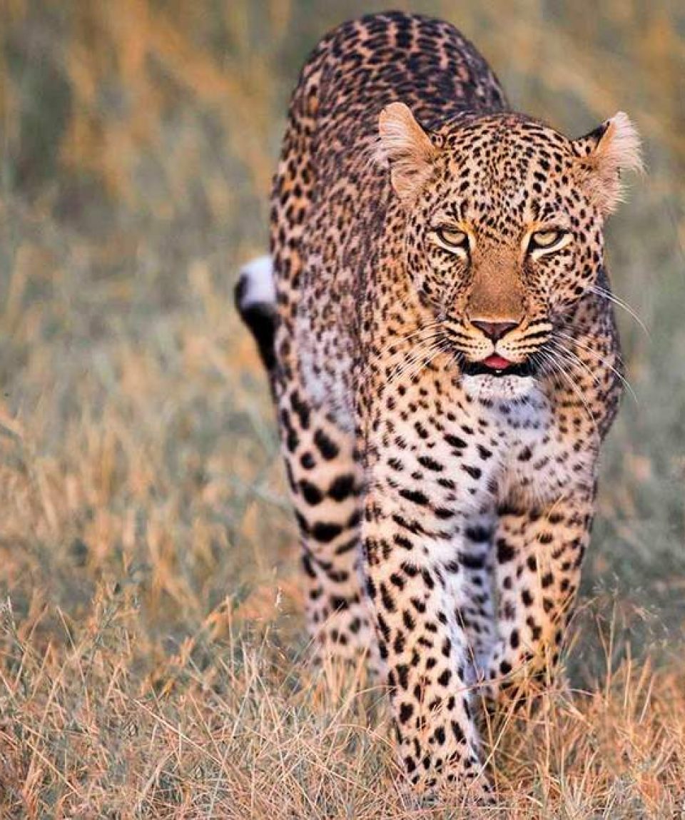Kenya Luxury Guided Safari & Diani Beach |  16 Days