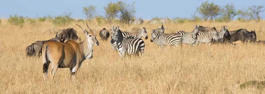 Kenya Luxury Guided Safari & Diani Beach |  16 Days