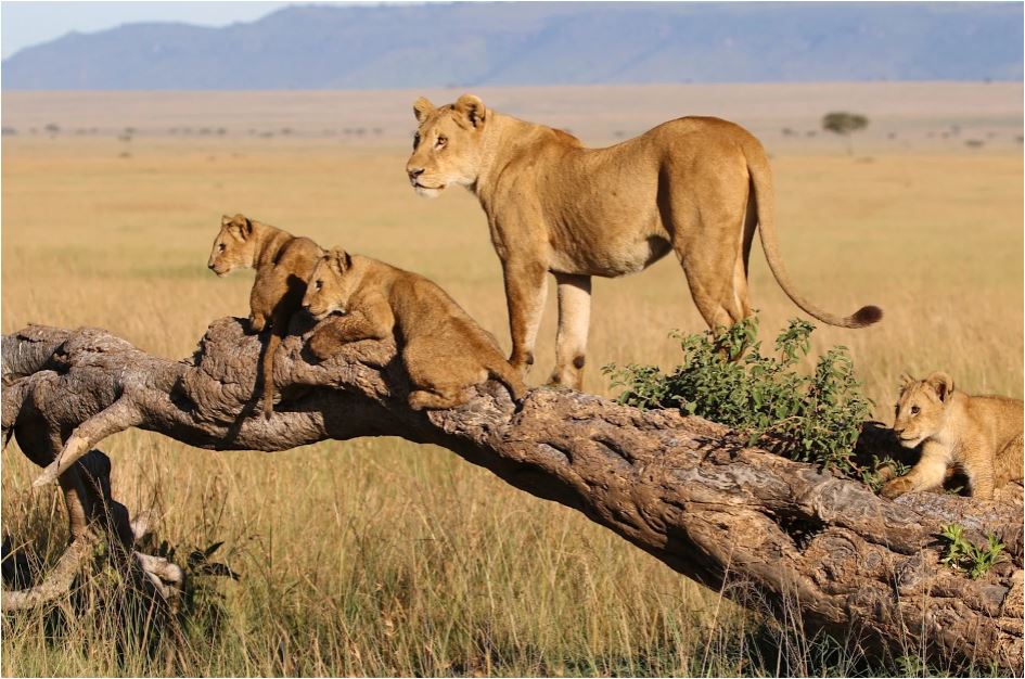 Tanzania Luxury Guided Safari | 9 Days