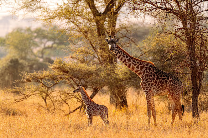 Kenya Luxury Guided Safari & Diani Beach |  16 Days