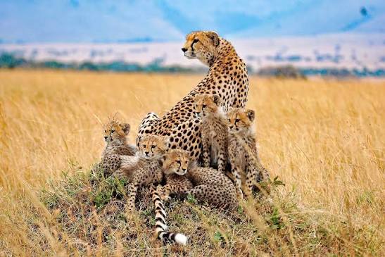 Kenya Luxury Guided Safari & Diani Beach |  16 Days