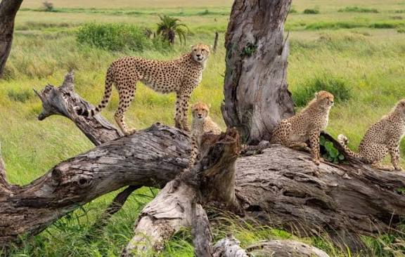Kenya Luxury Guided Safari & Diani Beach |  16 Days