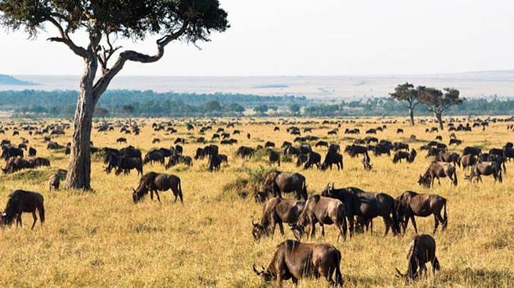 Kenya Luxury Guided Safari | 11 Days