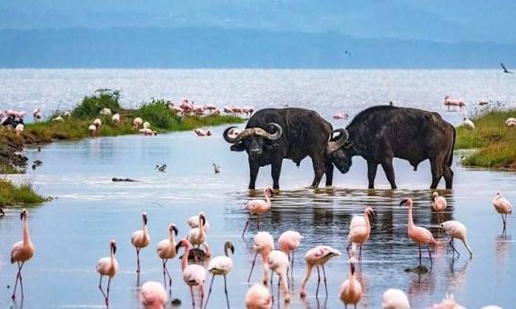 Kenya Luxury Guided Safari & Diani Beach |  16 Days