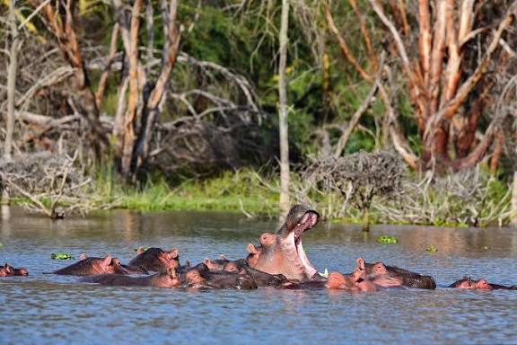 Kenya Luxury Guided Safari & Diani Beach |  16 Days