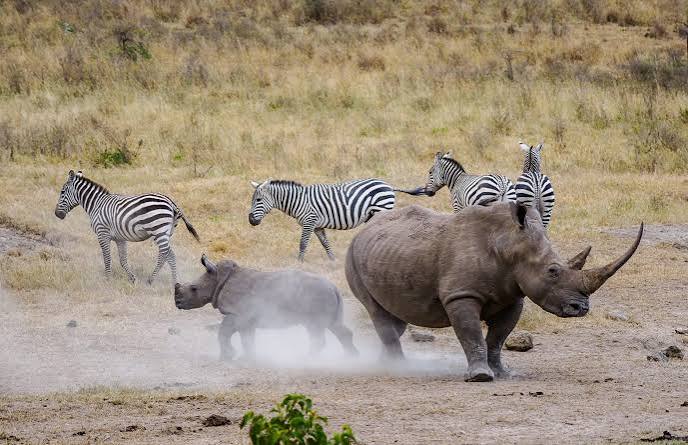 Kenya Luxury Guided Safari & Diani Beach |  16 Days