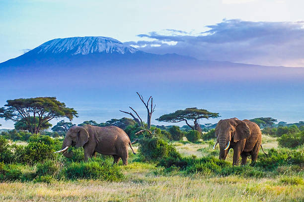 Kenya Luxury Guided Safari & Diani Beach |  16 Days