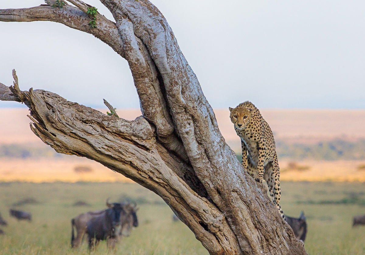 Kenya Luxury Guided Safari | 11 Days